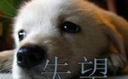 开云体育下载-佛罗伦萨主场失利，球迷情绪低落失望的简单介绍